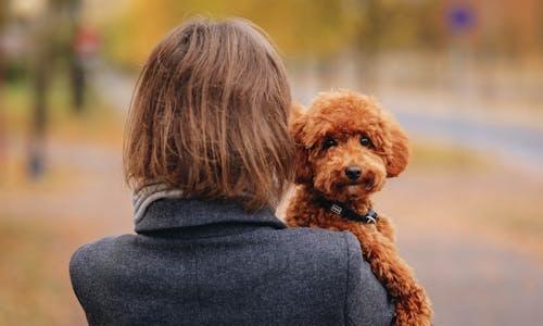 TJMG decide que guarda de pet não é matéria de Direito de Família; “retrocesso tanto jurídico quanto social”, comenta especialista