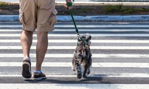 TJSP nega pedido de pensão alimentícia para cachorro