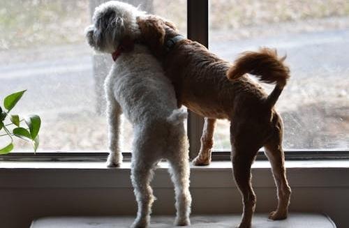 Família multiespécie: sancionada lei que define regras para a guarda compartilhada de pets