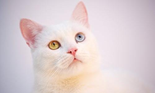 Gata pode ser coautora de ação que apura maus-tratos