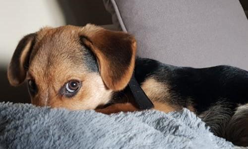 Ex-casal estabelece guarda compartilhada de cachorros após mediação na Defensoria Pública de Goiás